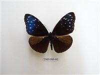 藏品(異紋紫斑蝶)的圖片